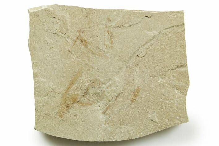 Eocene Fossil Cricket and Grasshopper - Green River Formation #368758